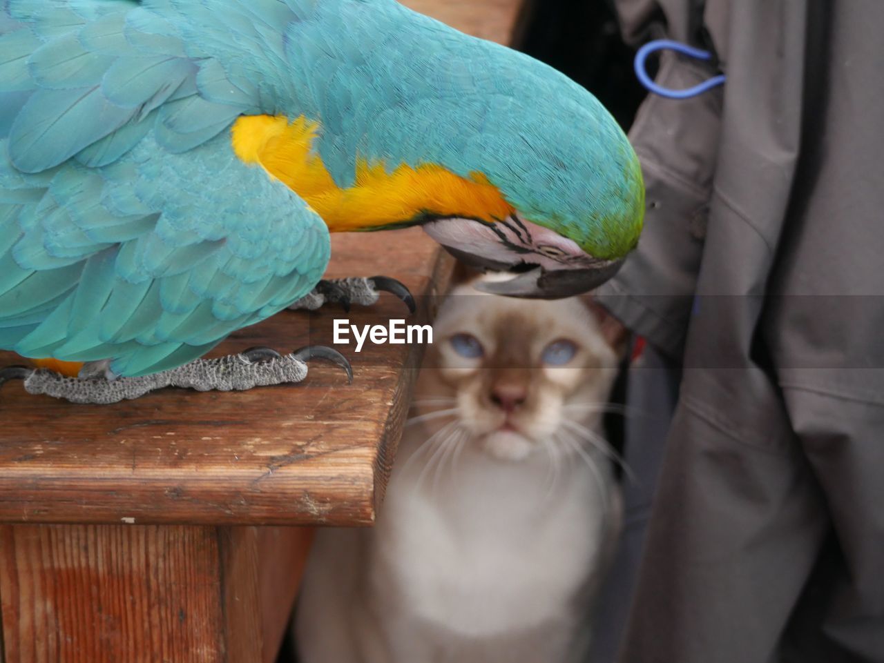 Close-up of parrot and cat