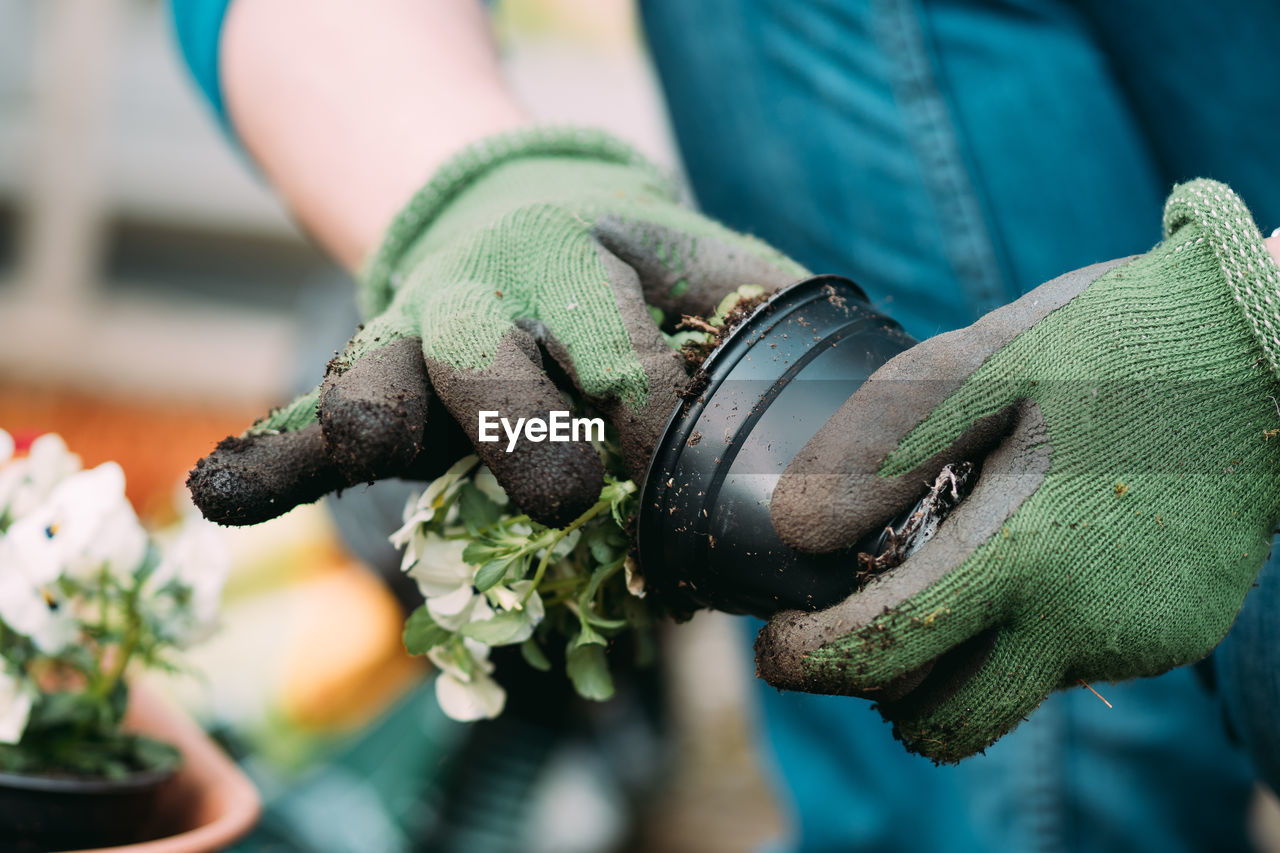 Cropped hands planting plants in pot