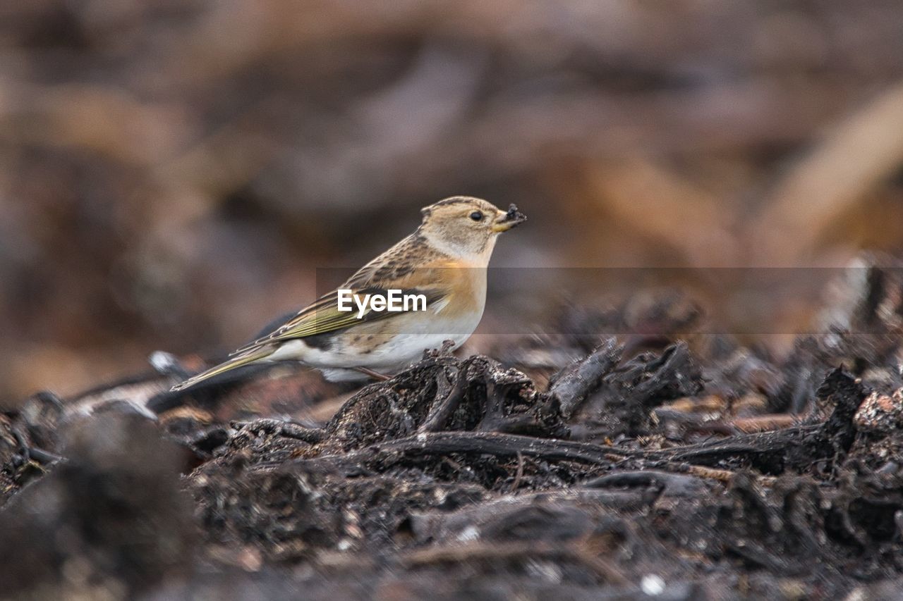 CLOSE-UP OF A BIRD PERCHING ON A TREE