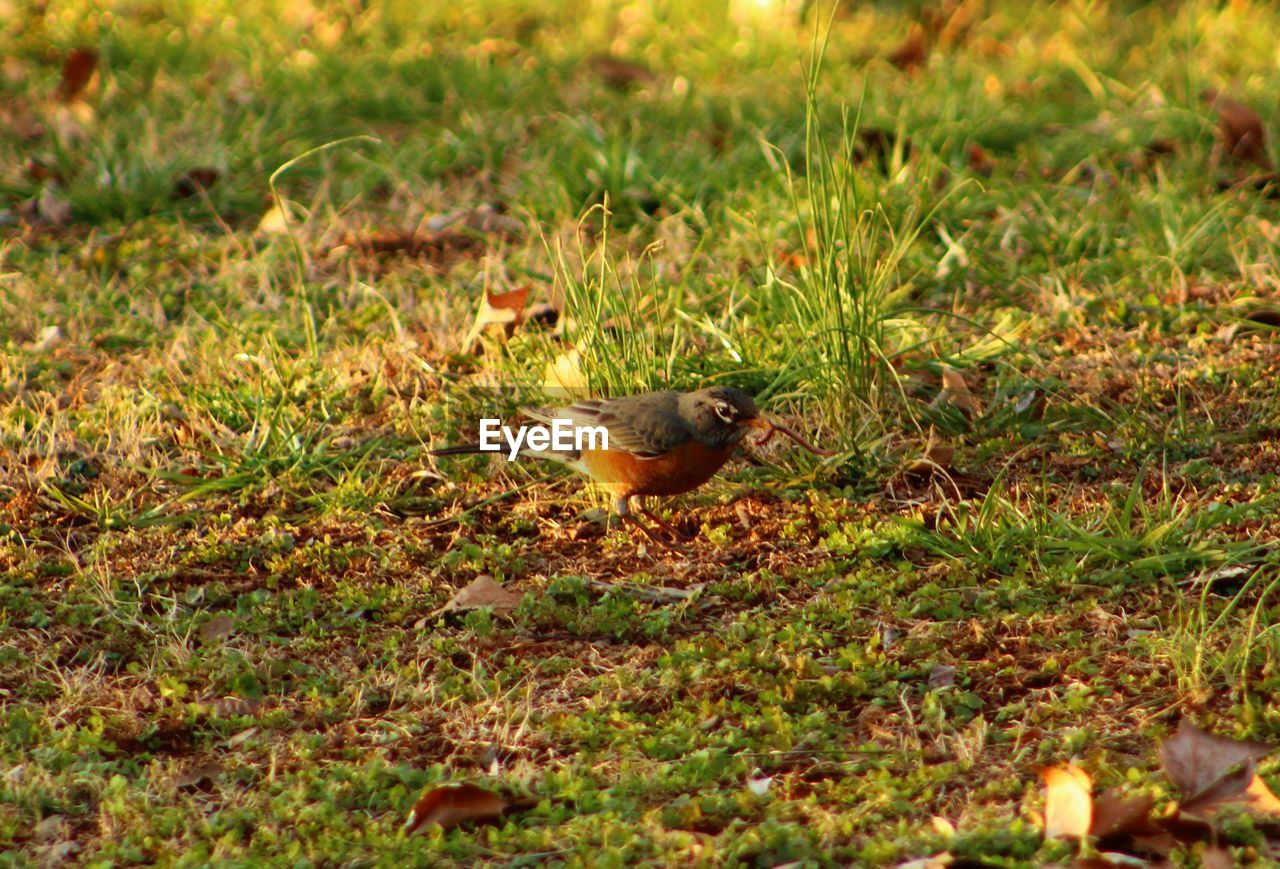 VIEW OF BIRDS ON GRASSY FIELD