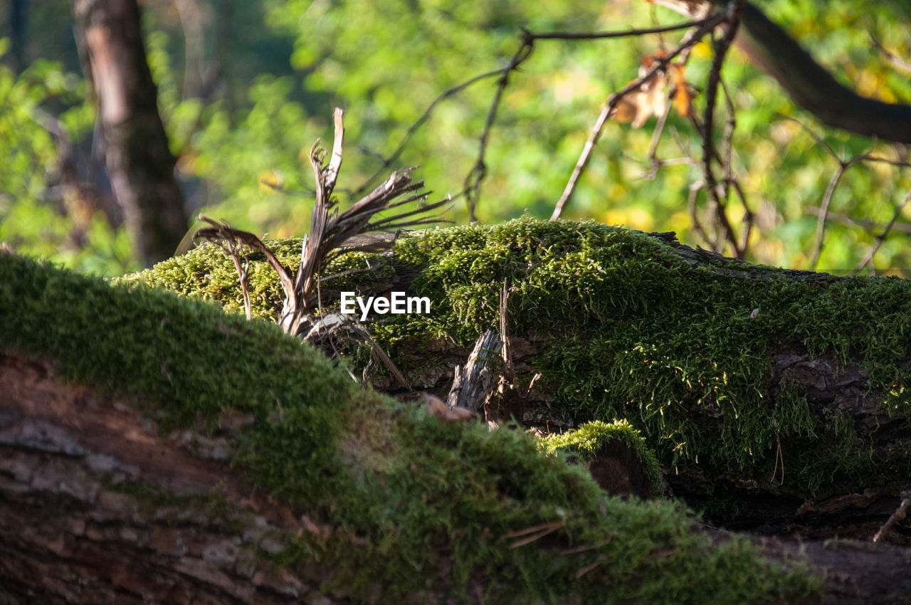 CLOSE-UP OF MOSS ON TREE TRUNK