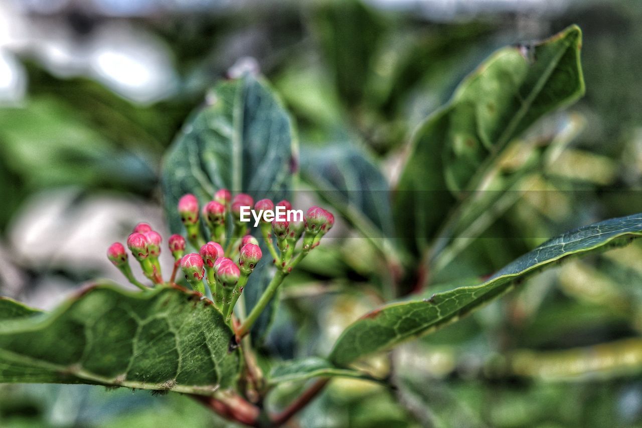 CLOSE-UP OF FLOWER BLOOMING