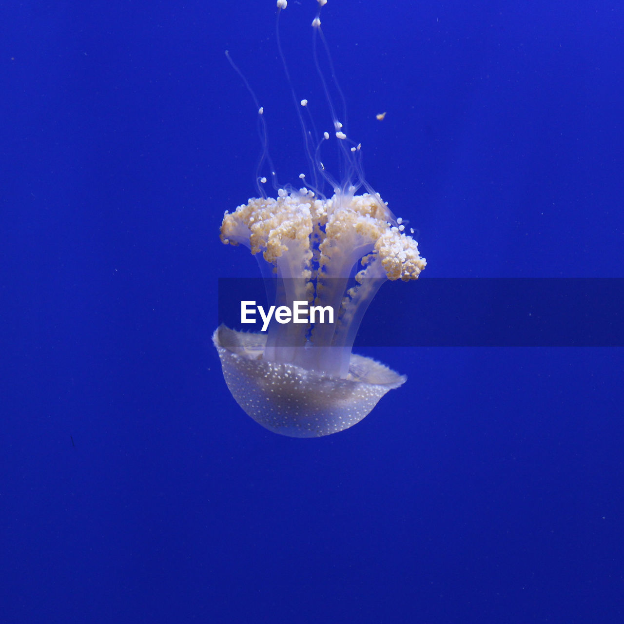 CLOSE-UP OF JELLYFISH AGAINST BLUE SEA