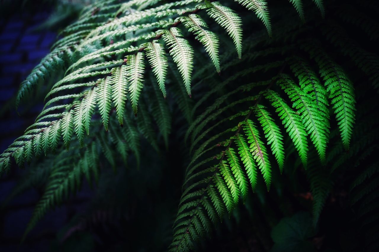 Close-up of fern leaves