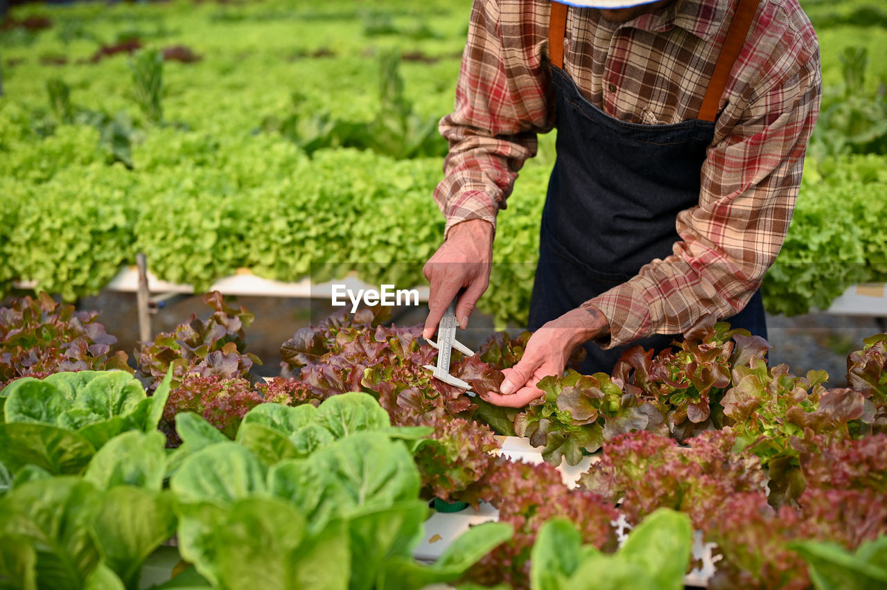 high angle view of man standing amidst plants