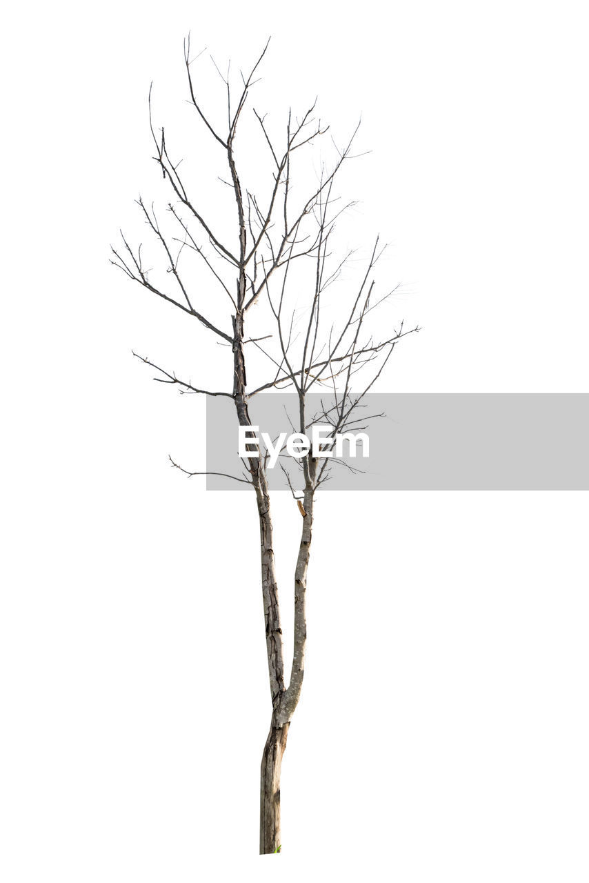 BARE TREE AGAINST WHITE BACKGROUND