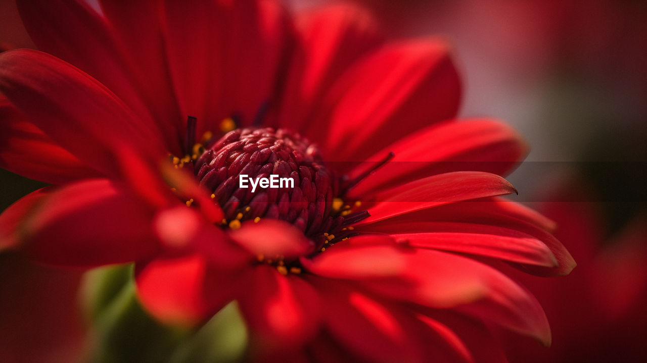 close-up of flower