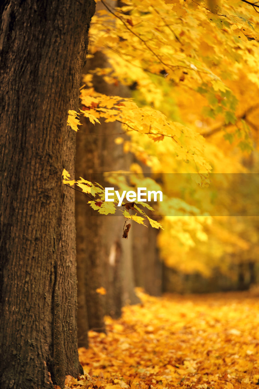 Close-up of yellow tree trunk during autumn