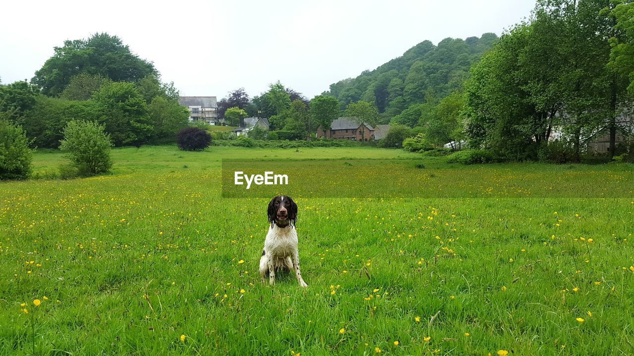 Dog on grassy field