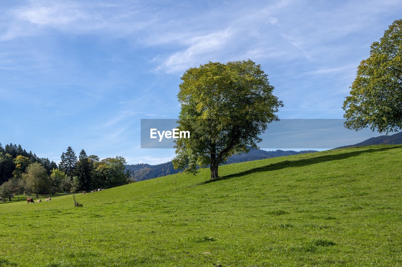 plant, grass, sky, tree, environment, landscape, nature, meadow, green, hill, grassland, land, beauty in nature, pasture, scenics - nature, field, cloud, tranquility, natural environment, plain, blue, no people, tranquil scene, non-urban scene, rural area, rural scene, outdoors, day, growth, sunlight, summer, idyllic, horizon, prairie, environmental conservation, travel destinations, travel, leaf, forest, grass area, coniferous tree, pinaceae, pine tree, flower, social issues, mountain range, lawn