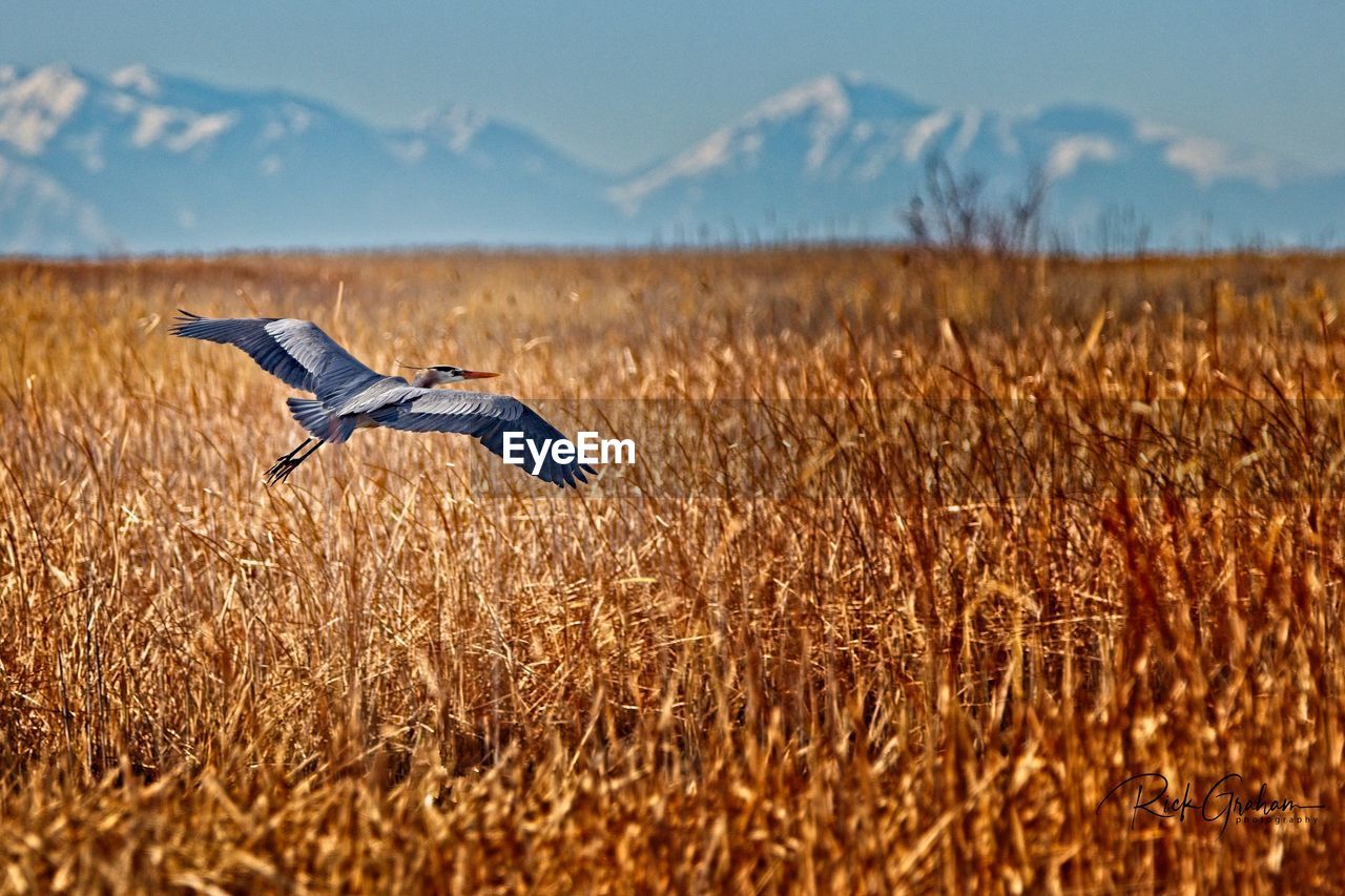 BIRD FLYING OVER THE FIELD