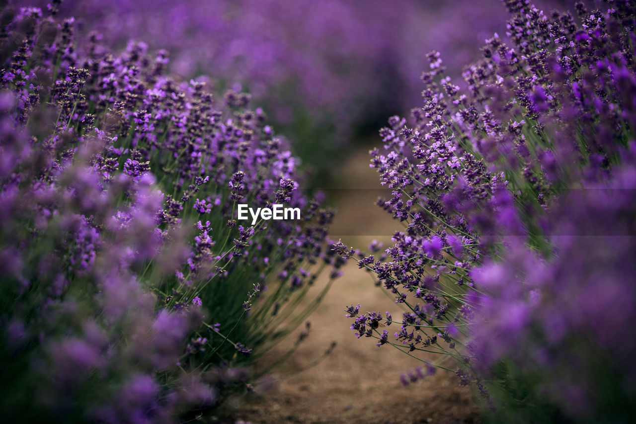 PURPLE FLOWERING PLANTS ON FIELD
