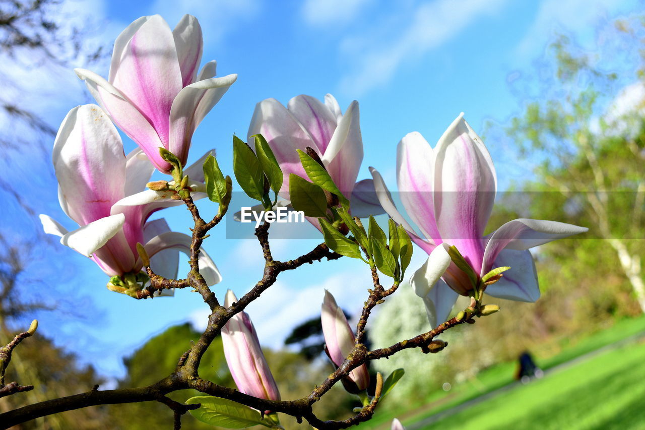 CLOSE-UP OF PINK FLOWERS BLOOMING AGAINST SKY