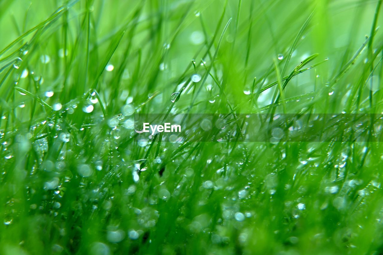 Full frame shot of wet grass on field during rainy season