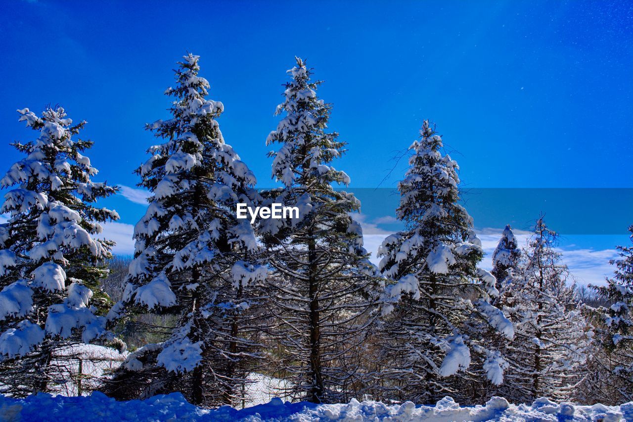 Low angle view of pine trees against sky during winter