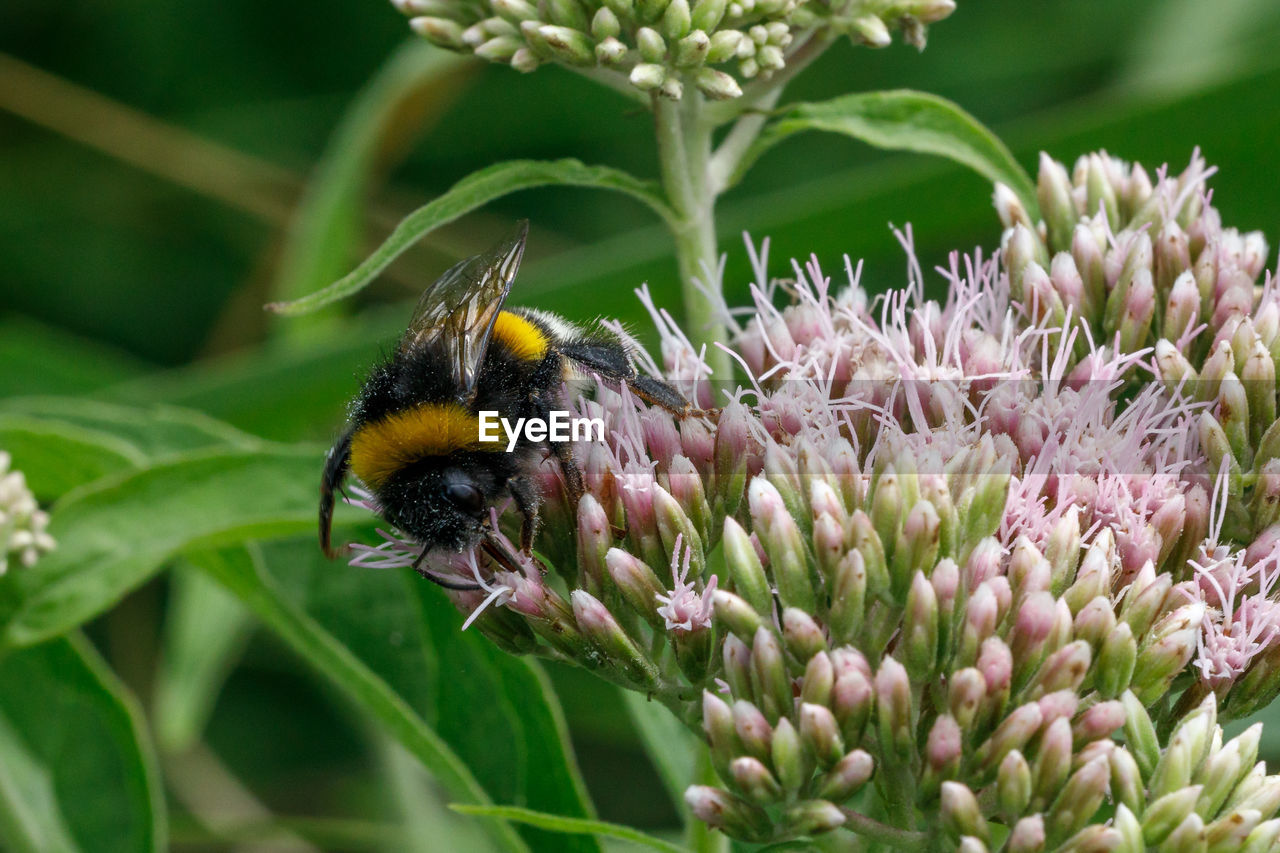 CLOSE-UP OF HONEY BEE ON FLOWER