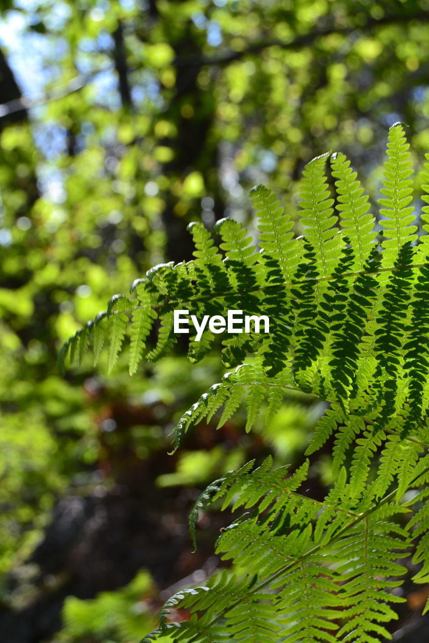 CLOSE-UP OF FERN LEAVES ON TREE