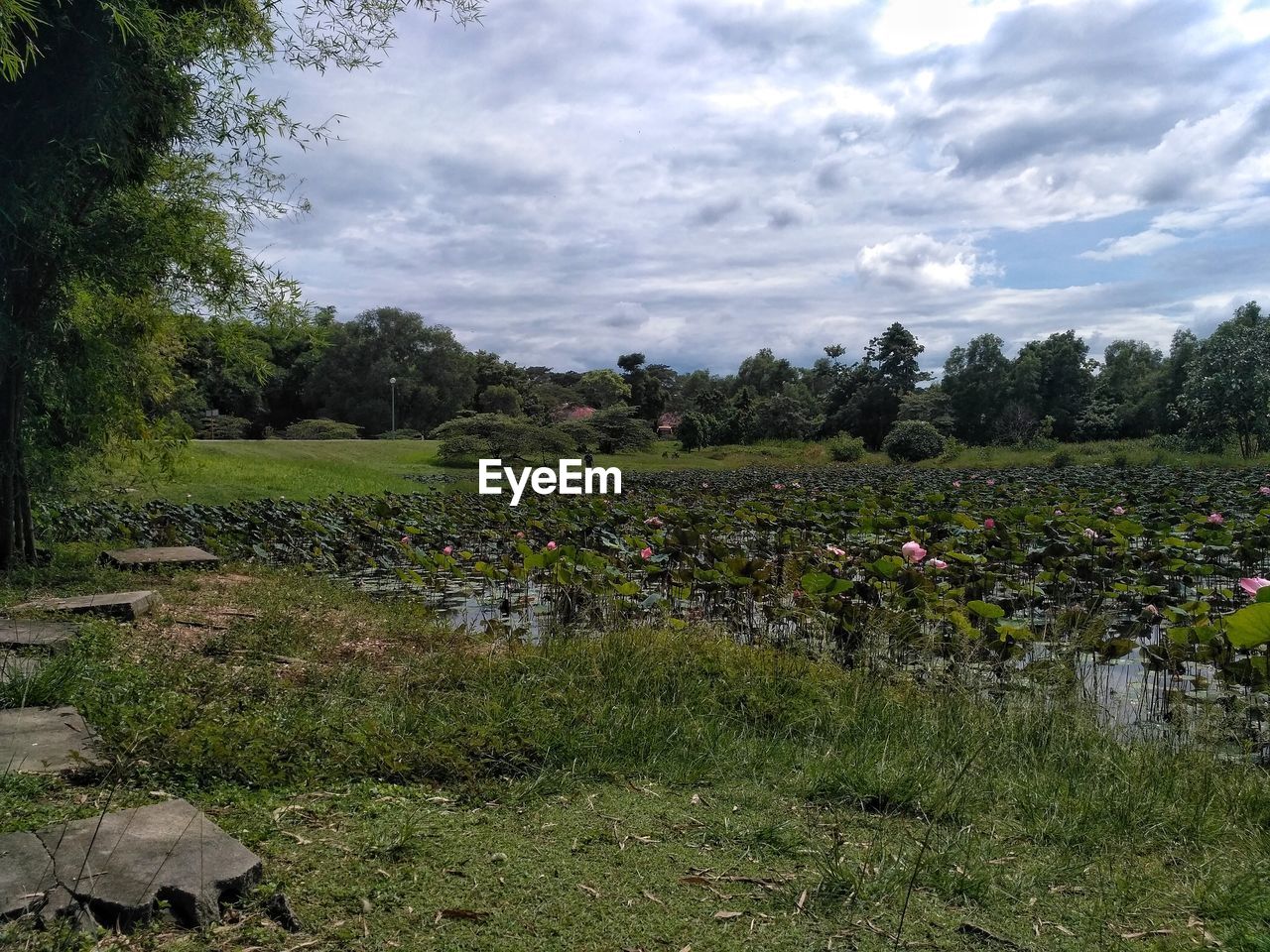 PLANTS GROWING ON LAND