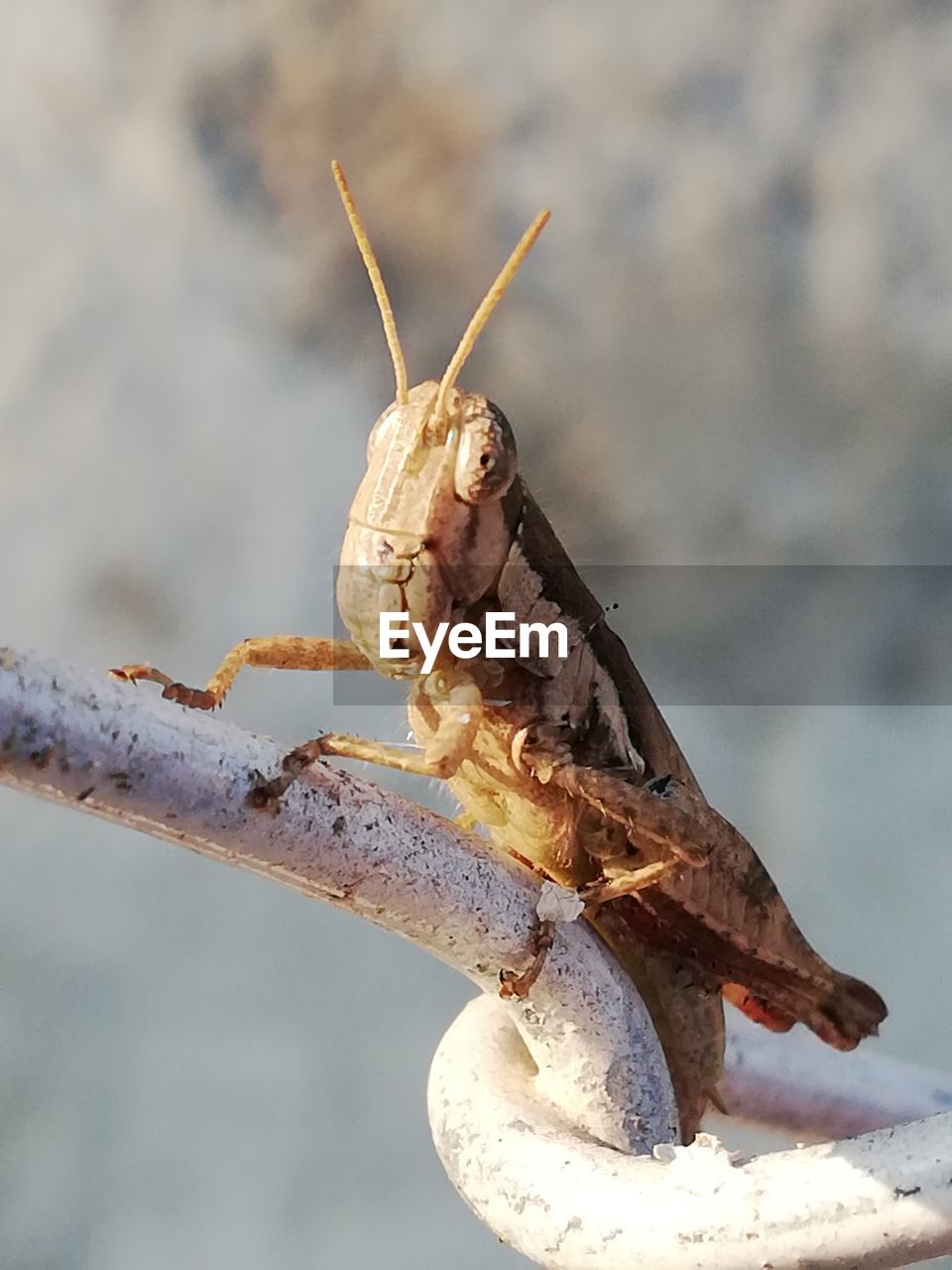 CLOSE-UP OF INSECT PERCHING ON A LEAF