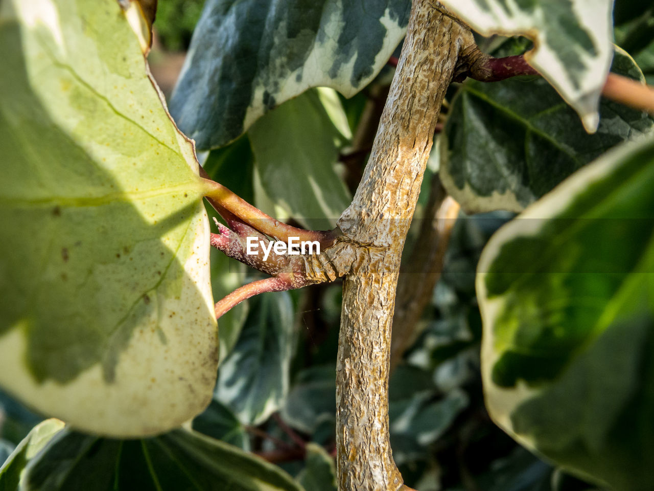 CLOSE-UP OF INSECT ON PLANT