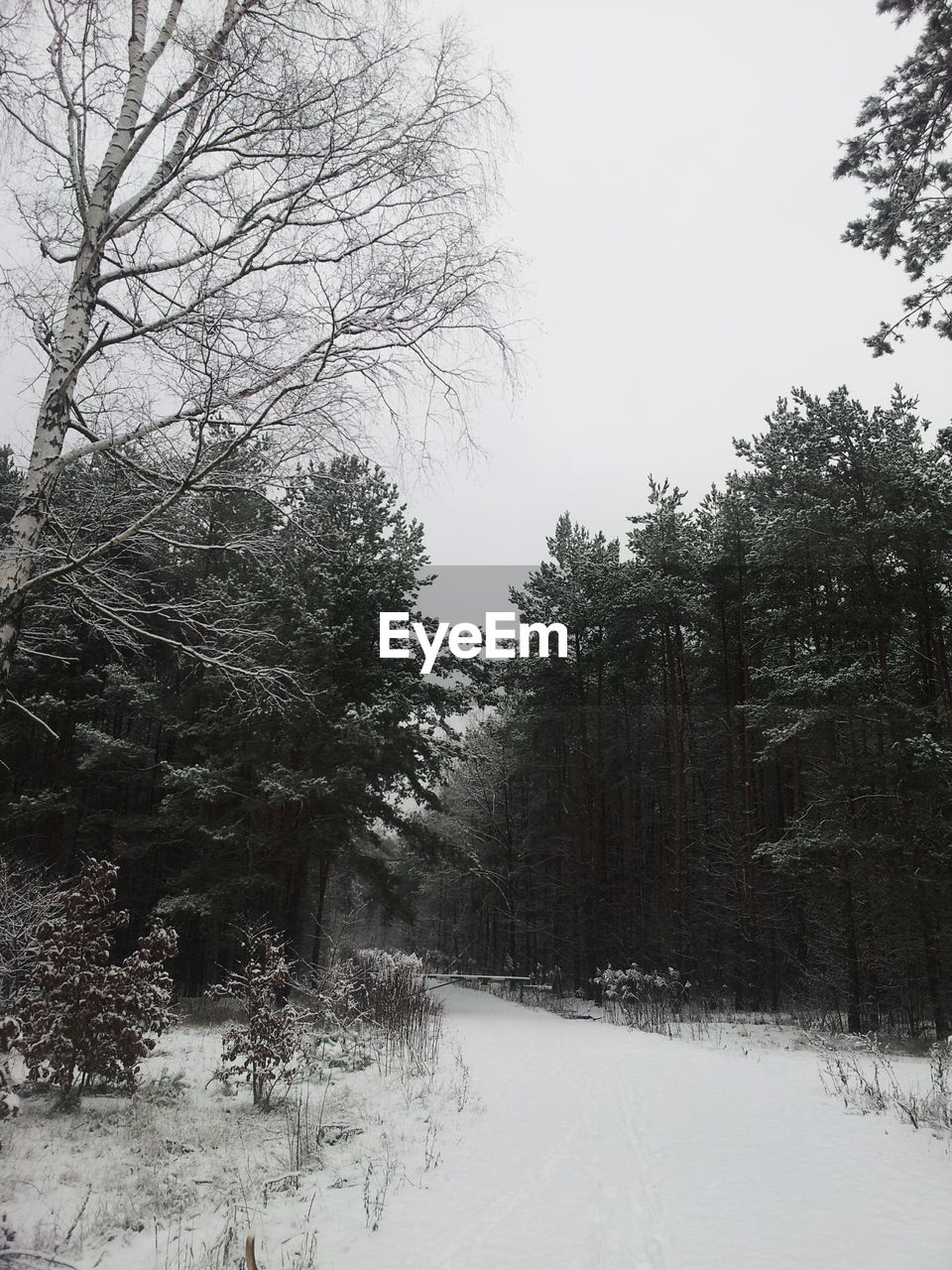 Bare trees on snow covered field