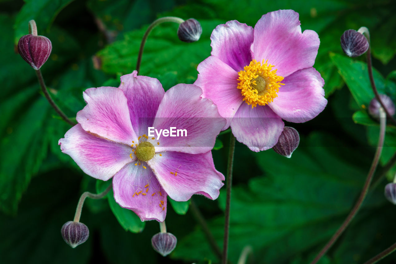 Close-up of pink flowering plants