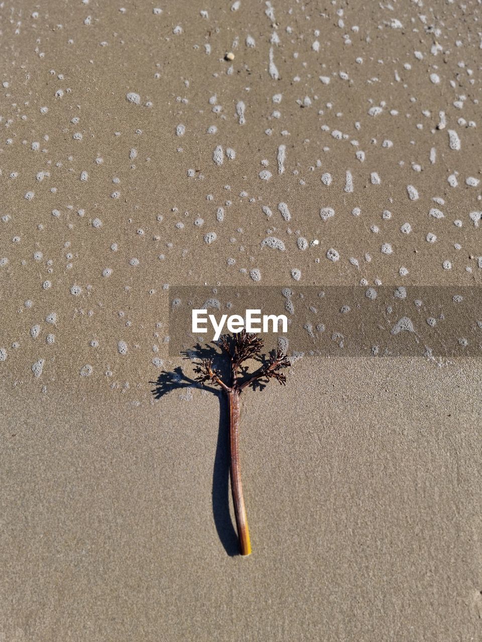 Como nevando en el mar