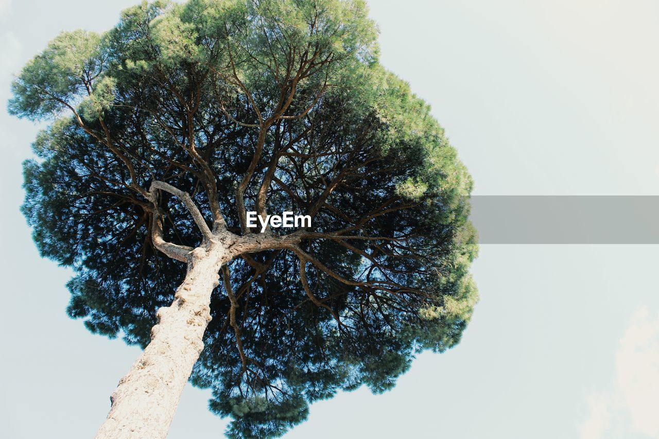 CLOSE-UP LOW ANGLE VIEW OF TREE