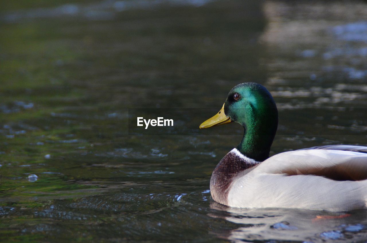 CLOSE-UP OF DUCK FLOATING ON LAKE