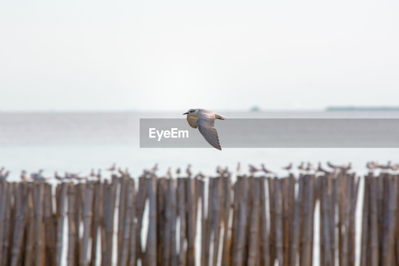 Bird flying over sea against clear sky