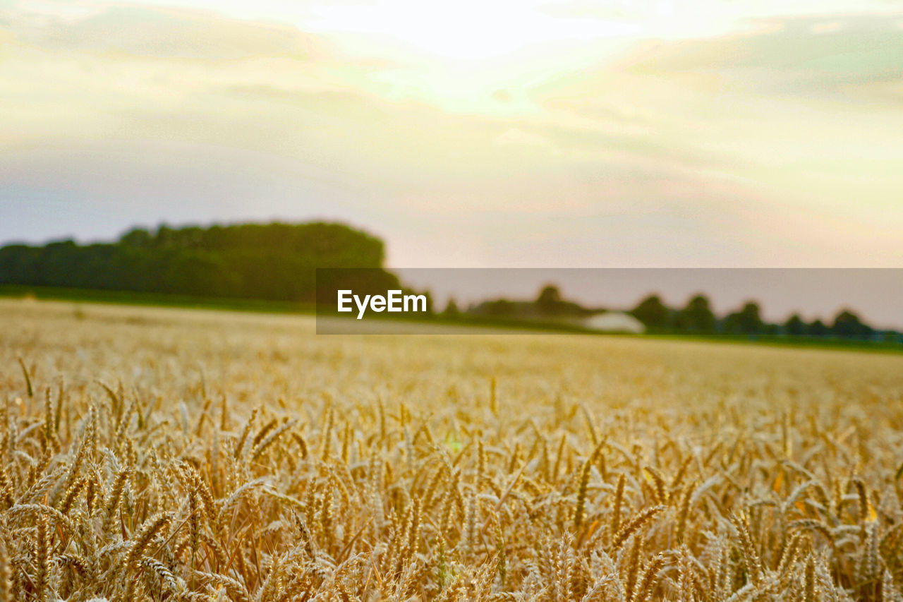 Scenic view of wheat field against sky