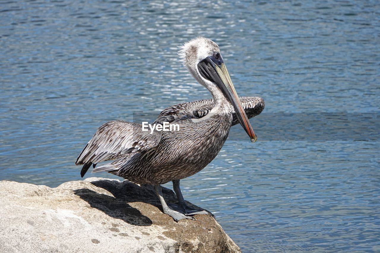 pelican perching on rock by lake