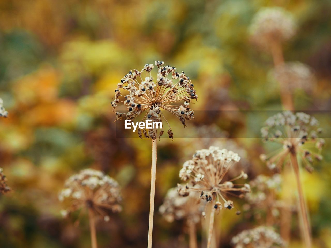 close-up of white flowering plants on field