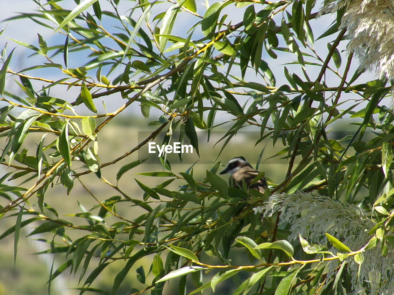 LOW ANGLE VIEW OF BIRD PERCHING ON TREE BRANCH