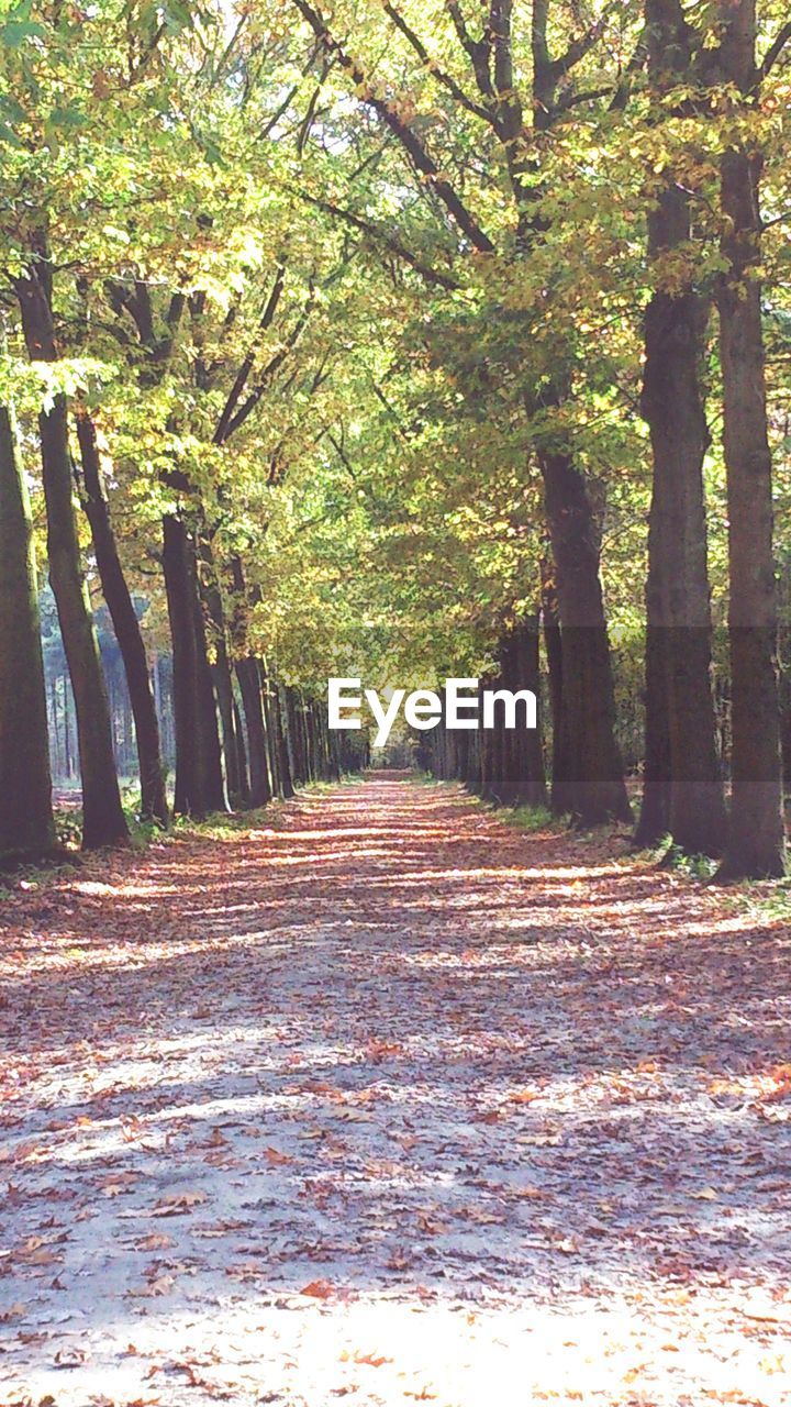 FOOTPATH AMIDST TREES