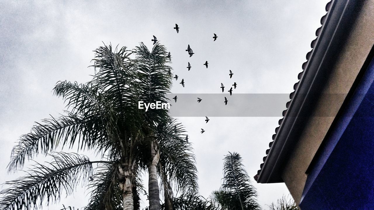 LOW ANGLE VIEW OF BIRDS IN SKY