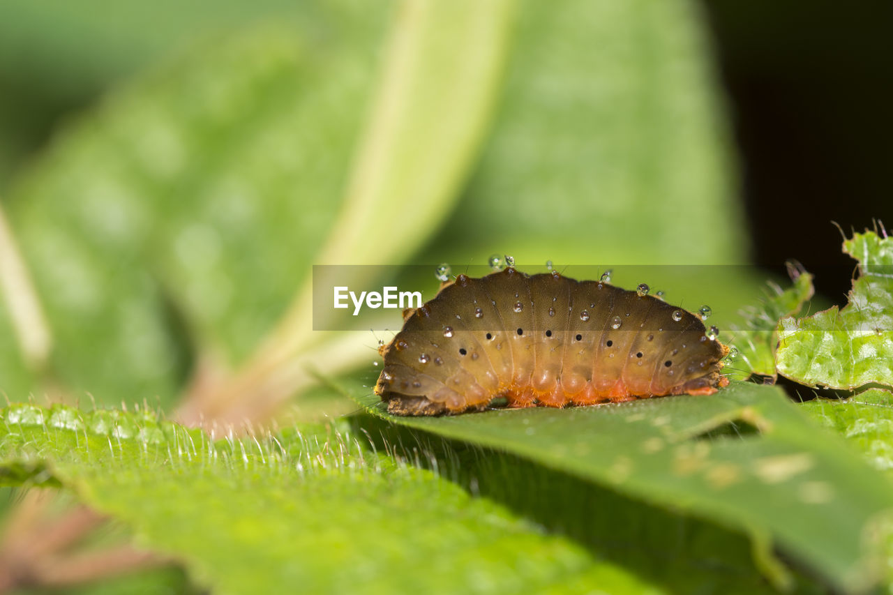 Close-up of insect on leaf