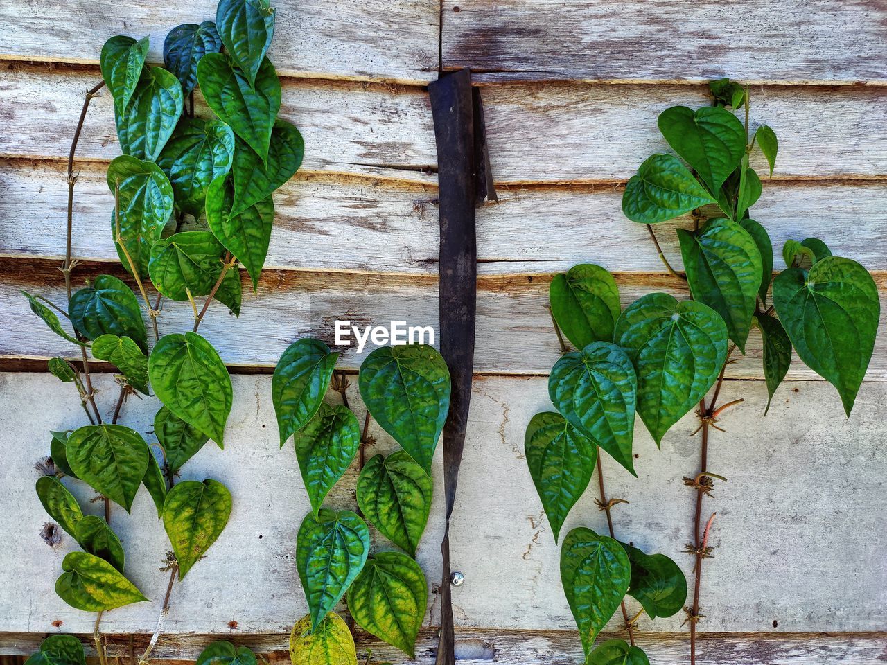 CLOSE-UP OF GREEN LEAVES ON PLANT AGAINST WALL