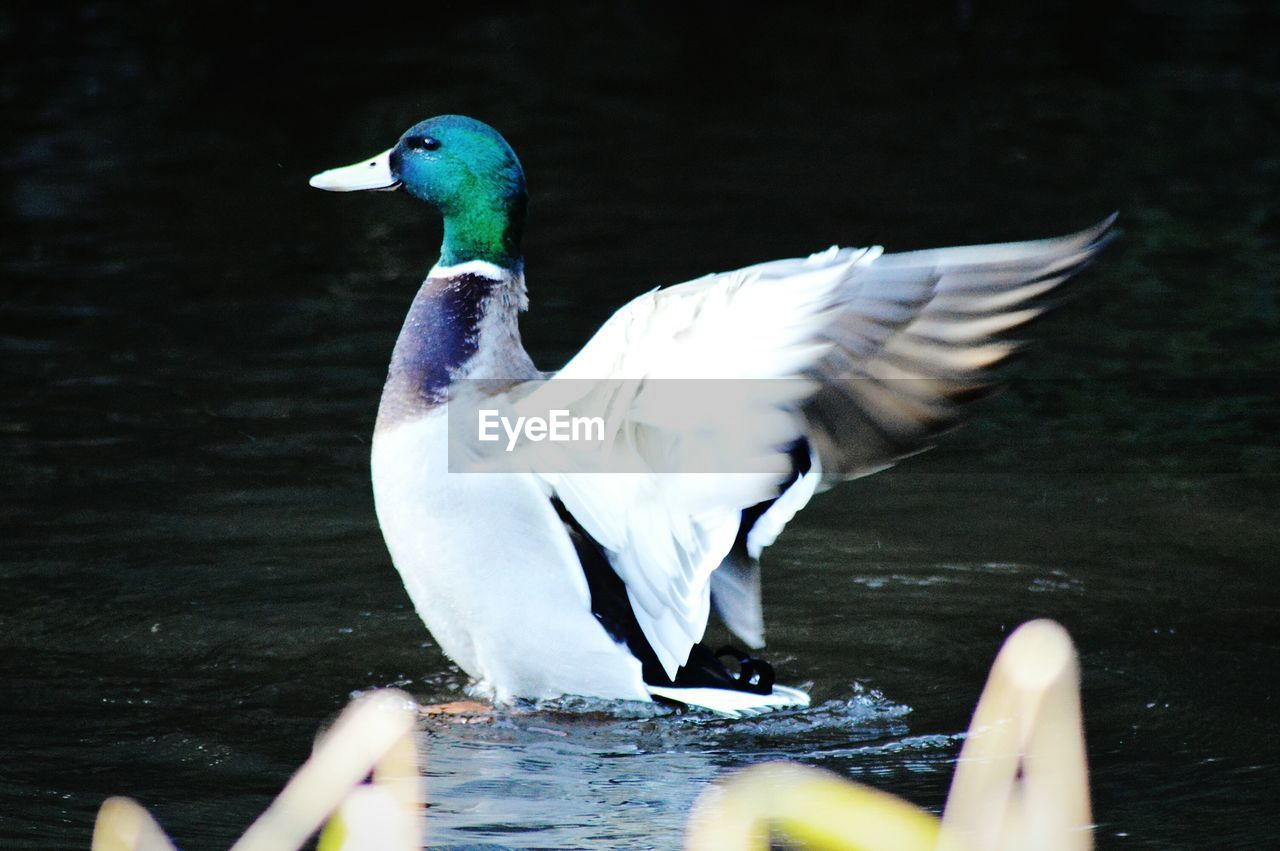 Side view of mallard duck in pond