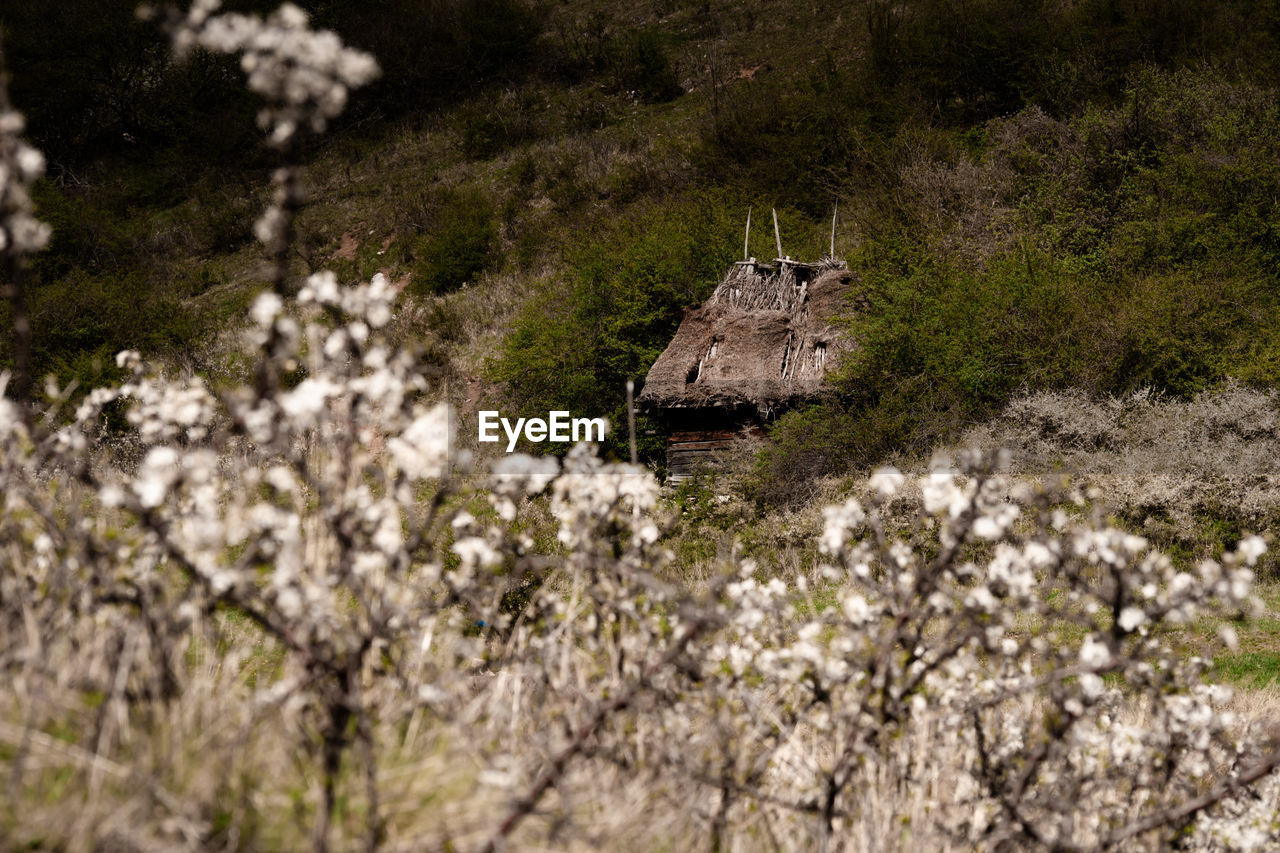 plant, flower, nature, flowering plant, tree, growth, no people, beauty in nature, land, blossom, day, spring, springtime, cherry blossom, field, outdoors, architecture, built structure, landscape, scenics - nature, tranquility, environment, high angle view, fragility, freshness