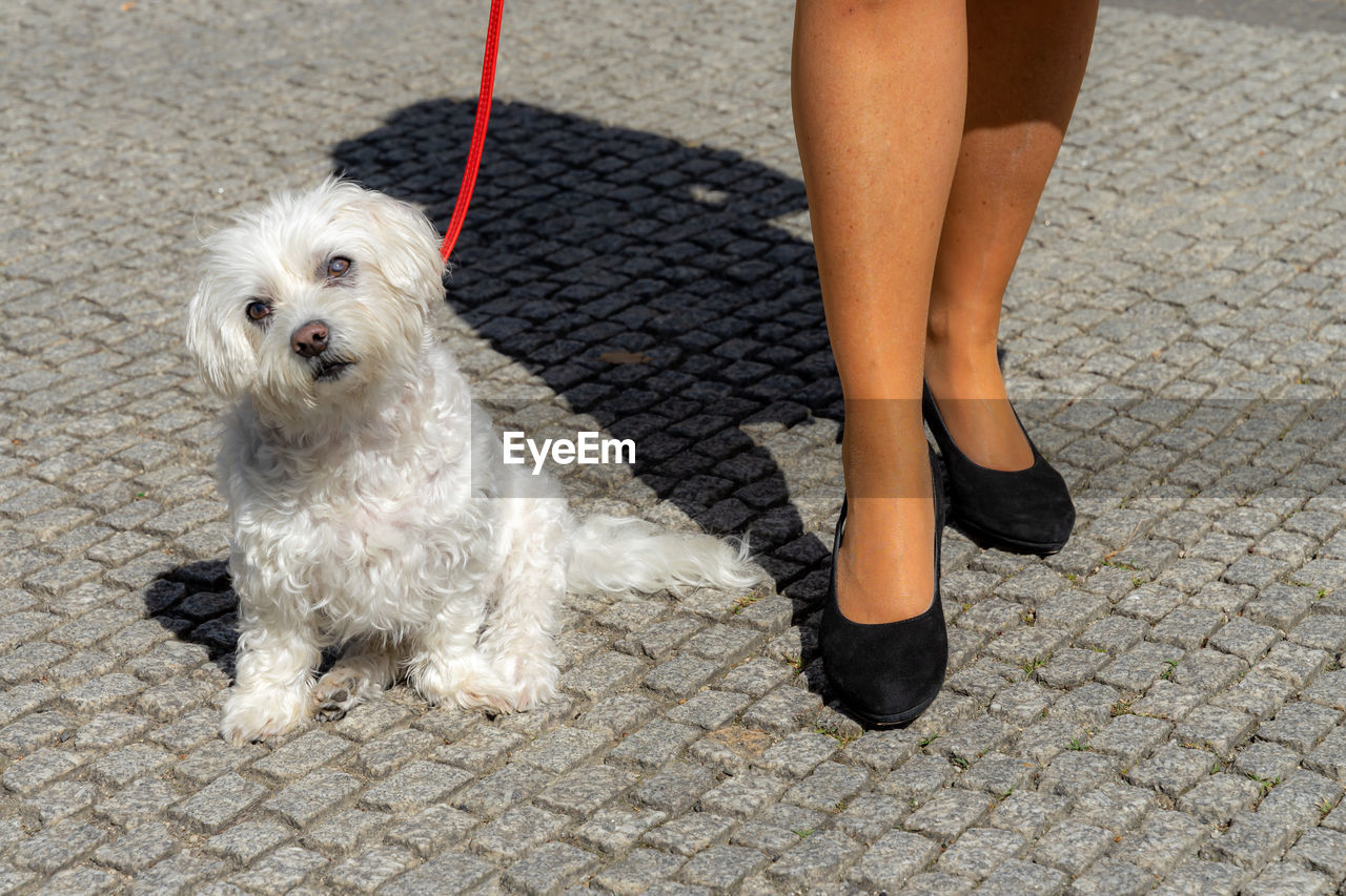 dog, canine, pet, domestic animals, one animal, mammal, animal themes, animal, human leg, low section, one person, human limb, adult, limb, footpath, women, leash, shoe, pet leash, city, lap dog, lifestyles, standing, day, street, maltese, portrait, sidewalk, outdoors, walking