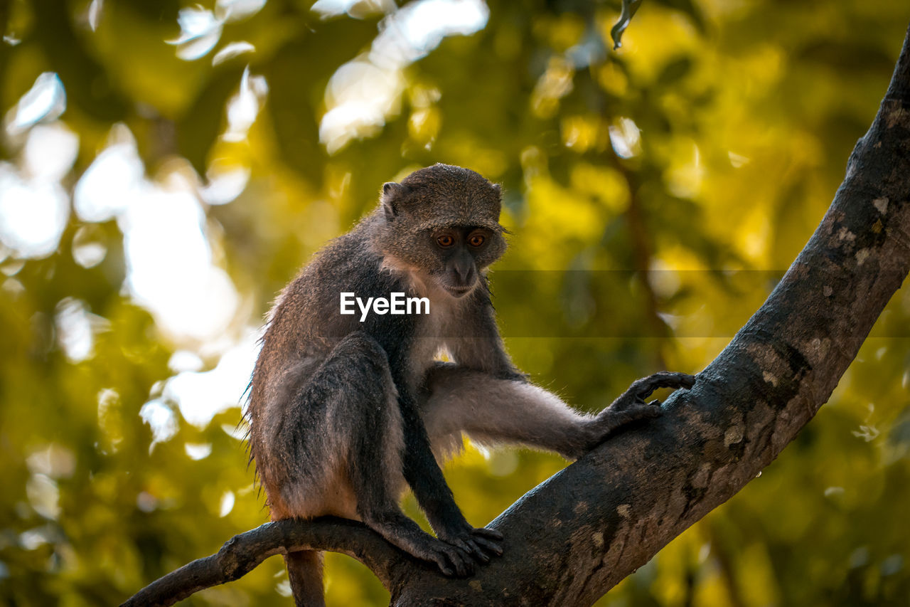 Little wild monkey in the tree of the safari wild park of tsavo east in kenya africa.