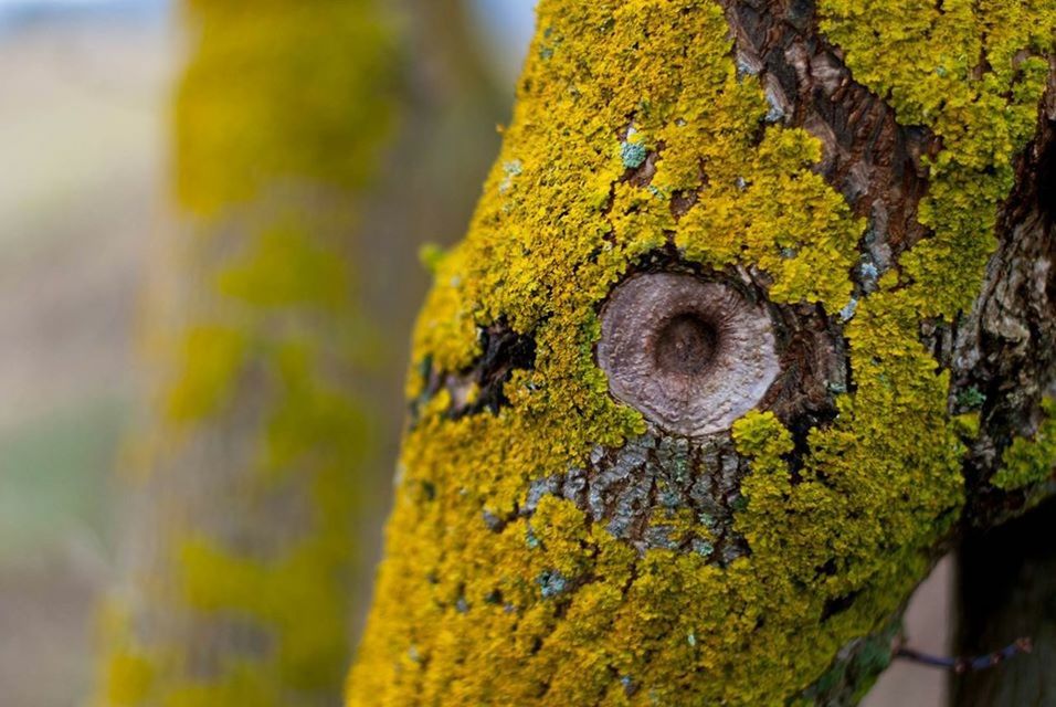 CLOSE-UP OF TREE TRUNK ON WOOD