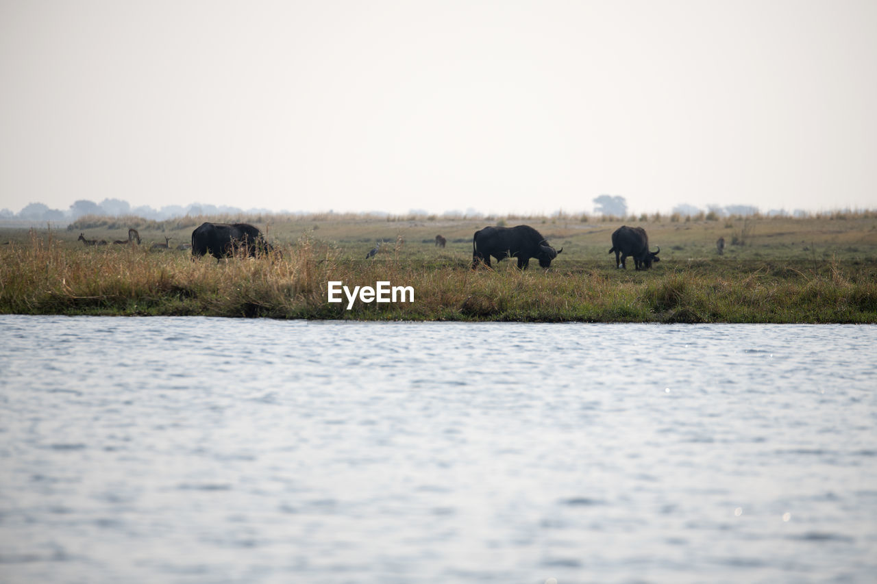 Buffalos in a field