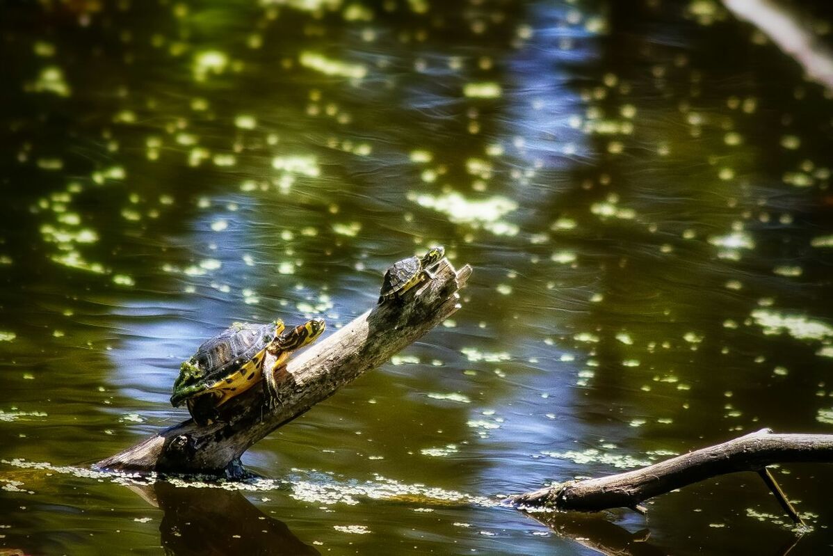 Side view of tortoises on log in water