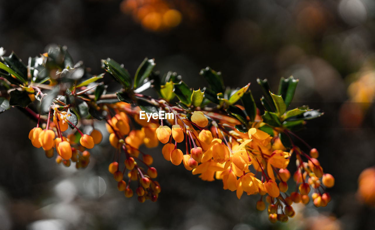 CLOSE-UP OF ORANGE FLOWERING PLANT