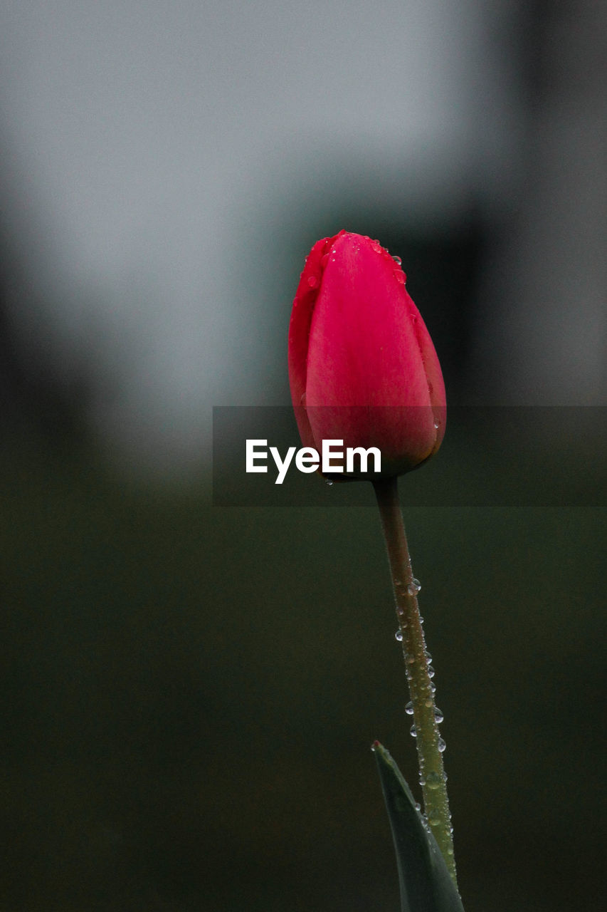 Close-up of red tulip bud