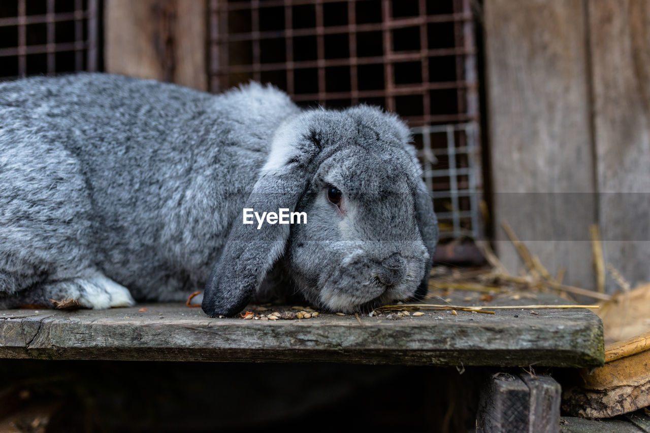 A close-up shot of a breeding rabbit standing in front of a wooden cage.