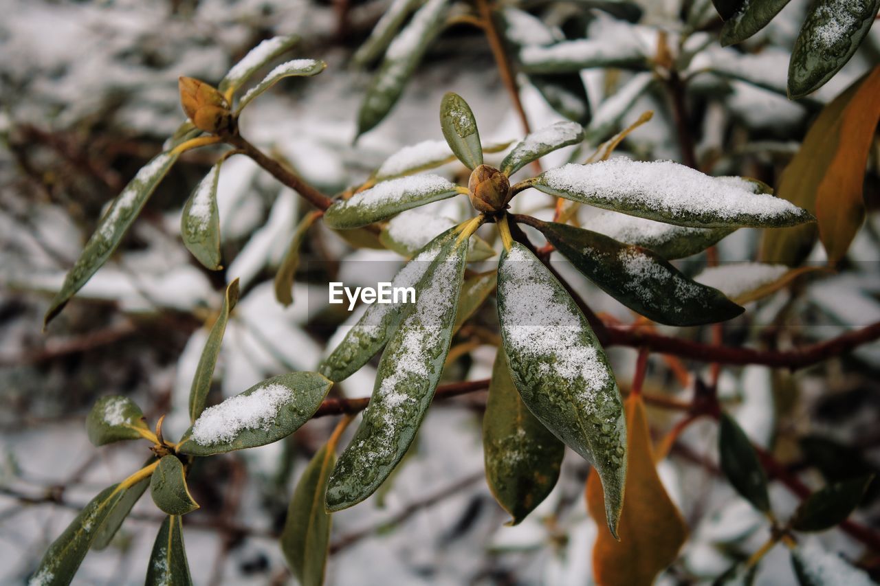 CLOSE-UP OF SNOW ON PLANTS