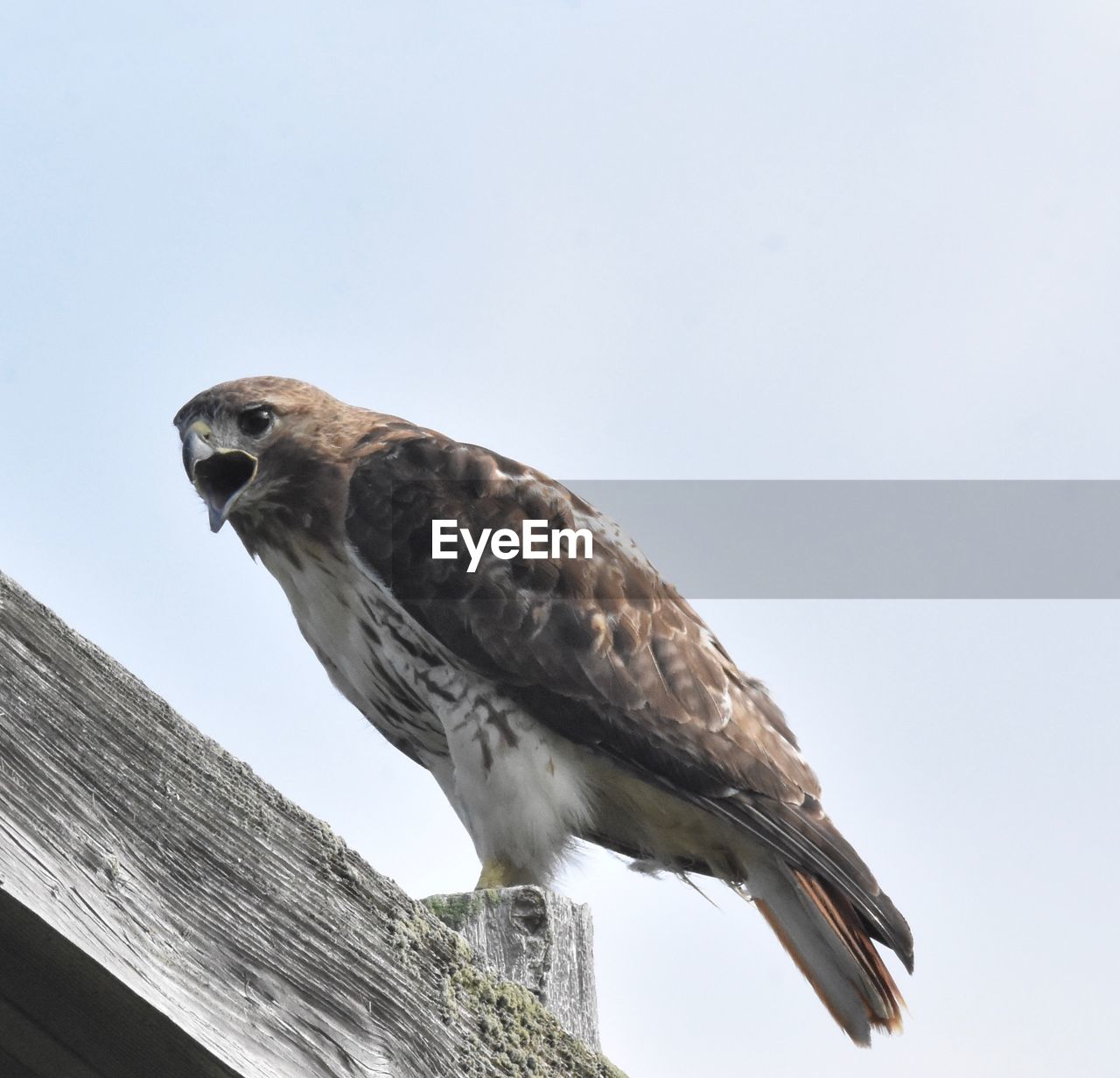 Low angle view of eagle perching against clear sky